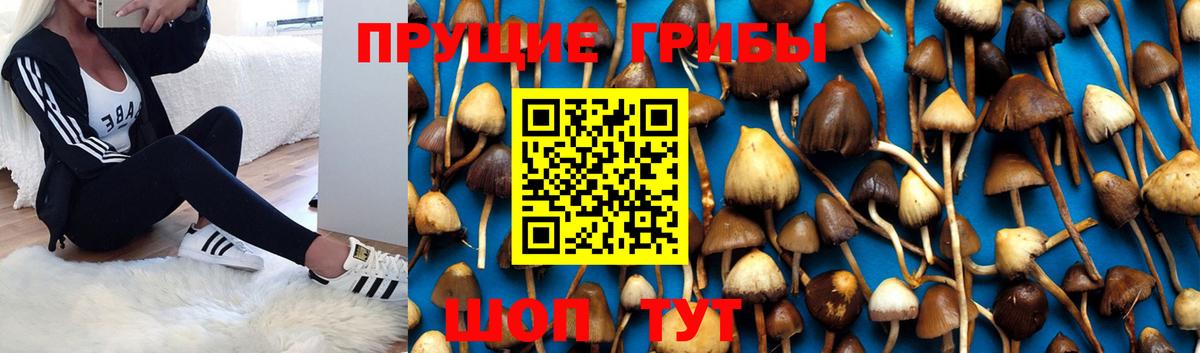 Галлюциногенные грибы мицелий Тара